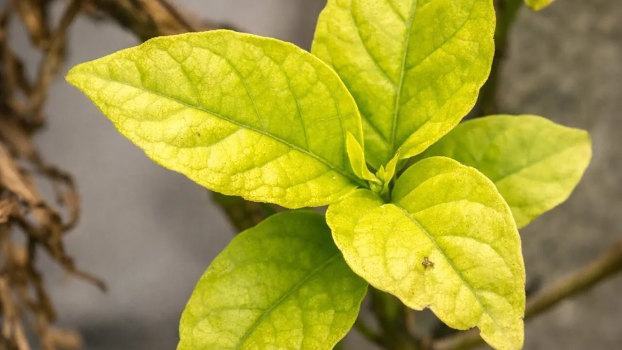 Realme P4 Power Camera Samples