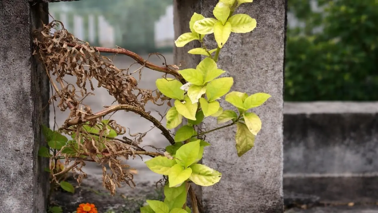 Realme P4 Power Camera Samples